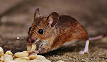 24 Hour & Emergency Exterminators in Lycoming, PA